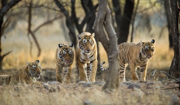 Ranthambore National Park