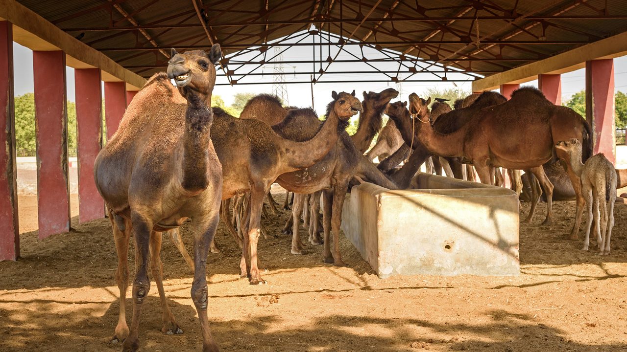 National Research Centre on Camels